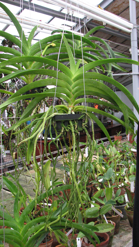 Vanda Vivan x Ascocenda Suksamran Gold.jpg