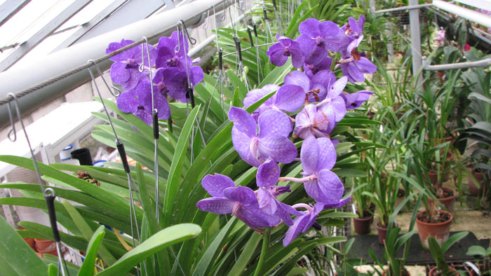 Vanda1.jpg