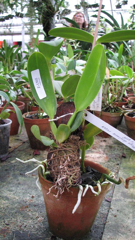 Cattleya dowiana rosea x self.jpg