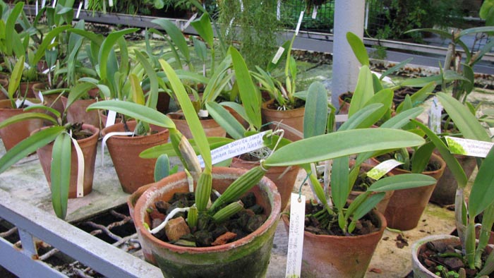 Cattleya lueddemanniana caerulea 'Lena' x Cattleya lueddemanniana caerulea 'Celeste'.jpg