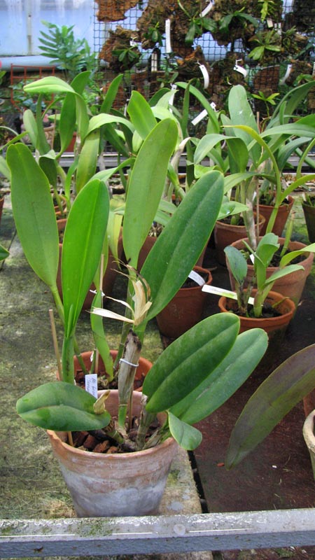 Brassolaeliocattleya George King 'Serendipity'.jpg