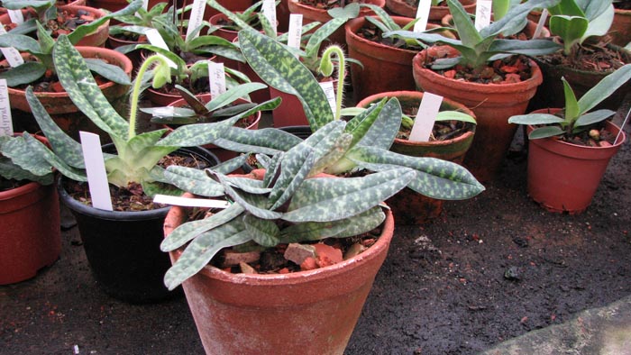 Paphiopedilum concolor striatum.jpg