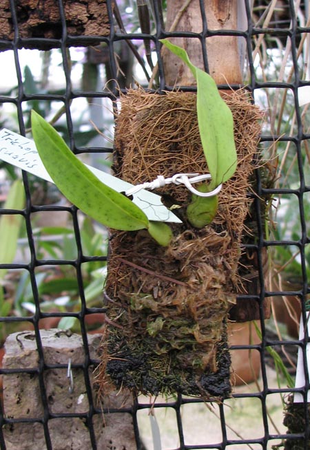 Trichopilia suavis.jpg