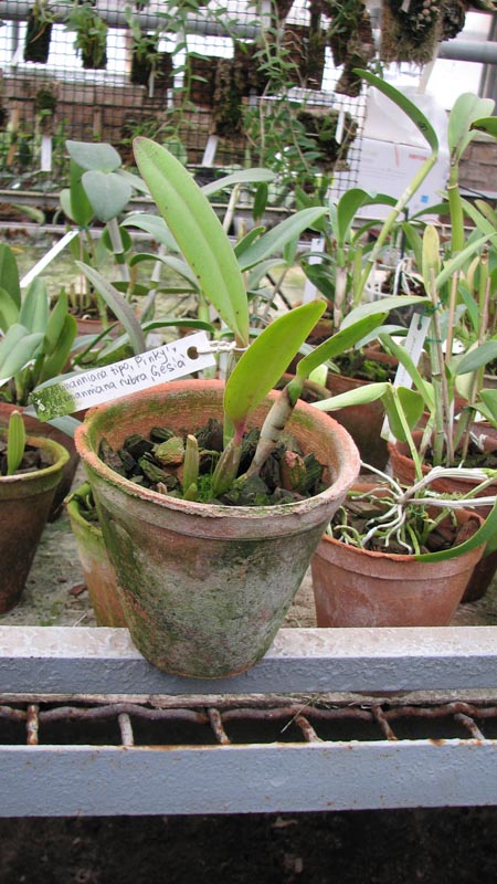 Cattleya lueddemanniana tipo 'Pinky' x Cattleya lueddemanniana rubra 'Gesia'.jpg
