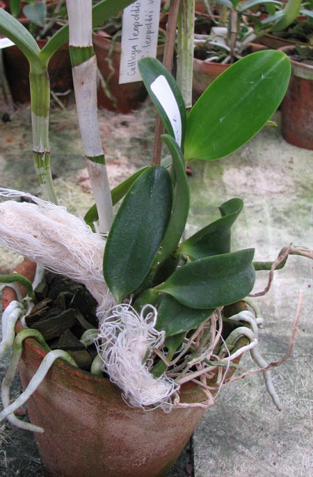 Laelia alaori alba 'Snow Flakes' x Laelia alaori alba 'SC'.jpg