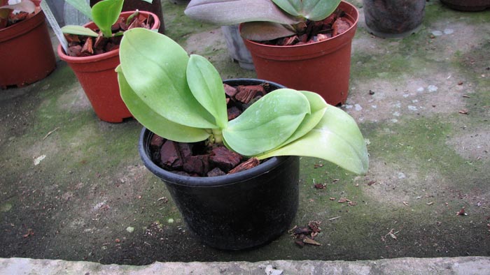 Phalaenopsis Su-An Cricket.jpg