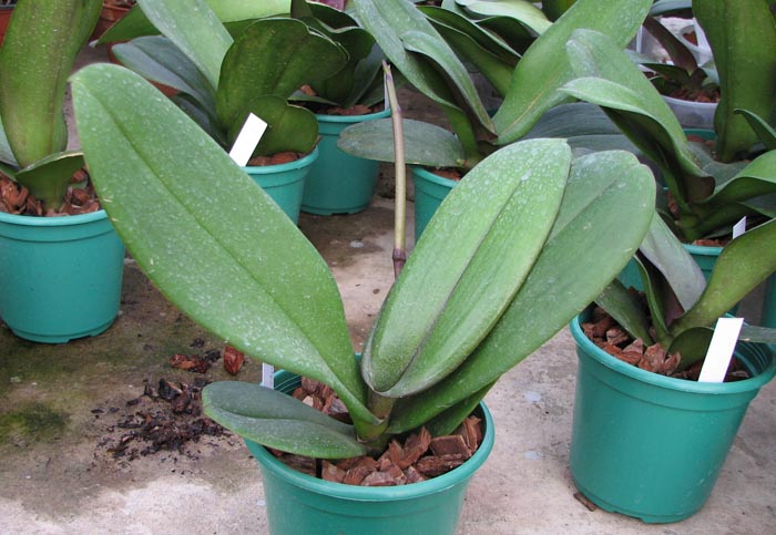 Doritaenopsis Taiwan Red Cat 'Red Cat'.jpg