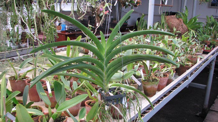 Vanda Pimsai x Vanda Tarab Waxy.jpg