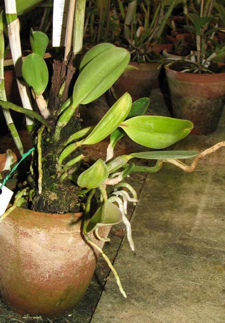 Laelia pumila 'Topázio Vermelho' (Z-71) x Laelia pumila 'Granada'.jpg