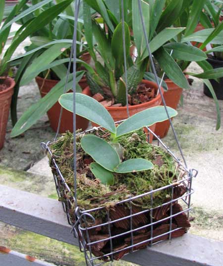 Cattleya nobilior amalie.jpg