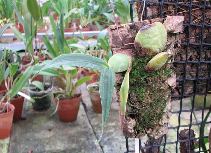 Lycaste dyeriana.jpg