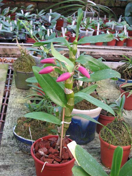 Dendrobium Red Emperor.jpg