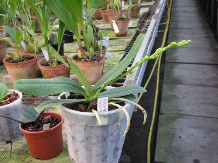 Sedirea japonica.jpg