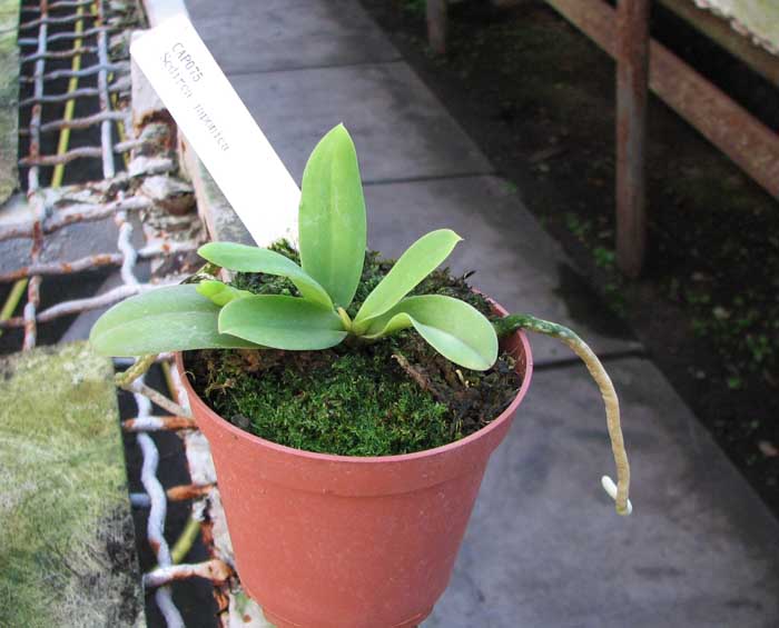 Sedirea japonica.jpg