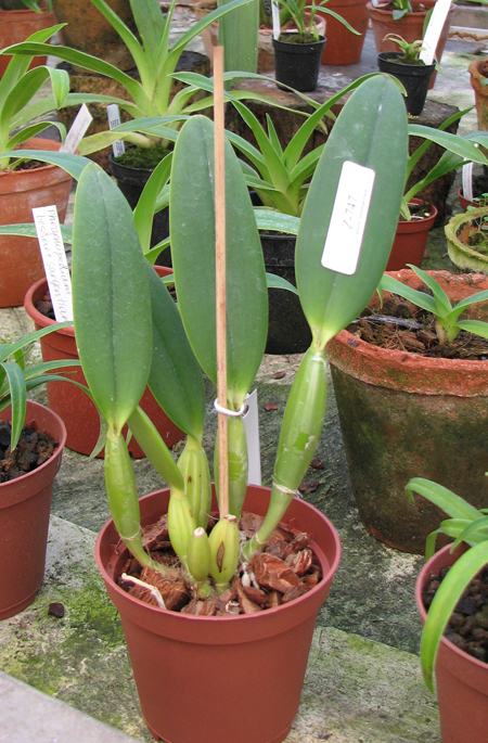 Cattleya lueddemanniana (Morena x OK-2) 'N 1' x lueddemanniana dark lip splash.jpg
