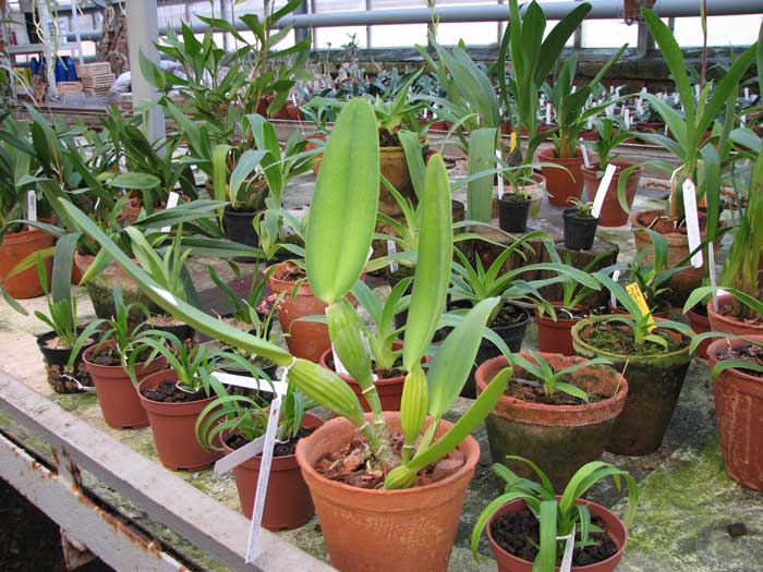 Cattleya warneri concolor 'HI' x Cattleya warneri venosa suave.jpg