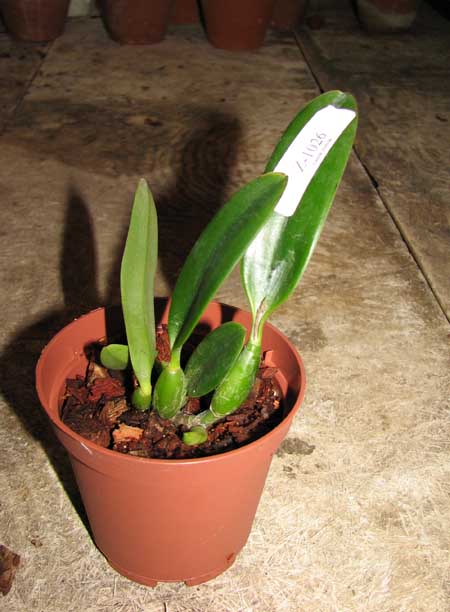 Laelia pumila alba 'HI' х Laelia pumila coerulea 'Violeta'.jpg