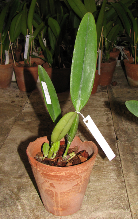 Cattleya trianae escura 'Jean Groben' (11-8) x trianae 'Mariposa' (14-8).jpg
