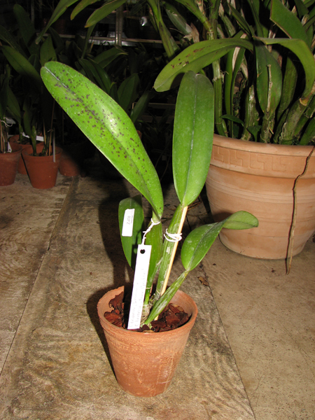Cattleya trianae 'Leana' x Cattleya trianae 'Jean Groben'.jpg