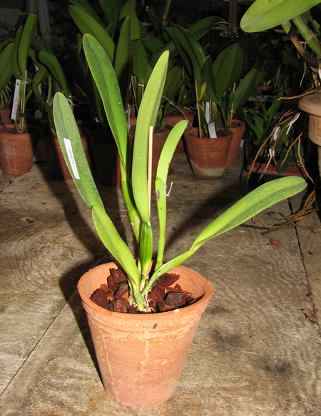 Cattleya dowiana x self.jpg