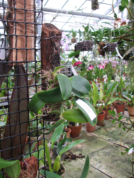 Laelia alaori alba 'Snow Flakes' x Laelia alaori alba 'SC'.jpg