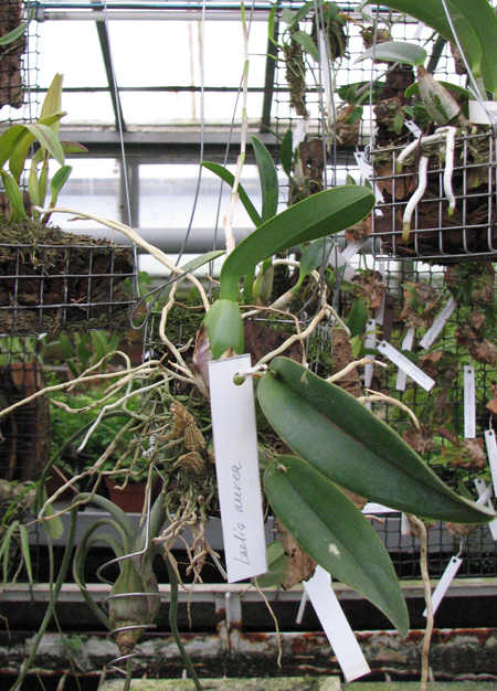 Laelia aurea.jpg