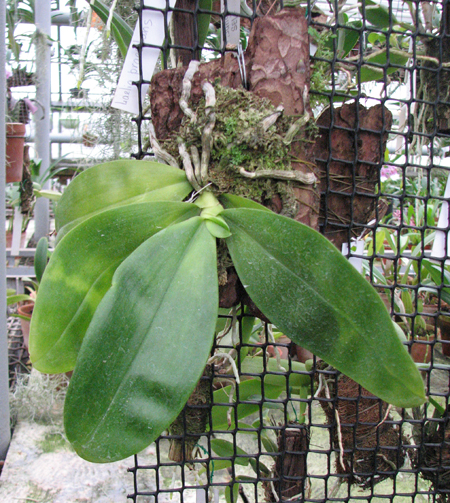 Phalaenopsis violacea 'Borneo'.jpg