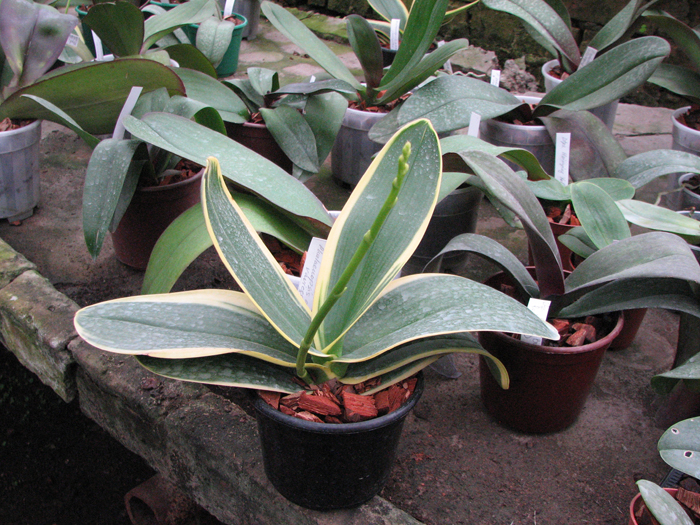 Phalaenopsis amabilis 'ORCHIS'.jpg