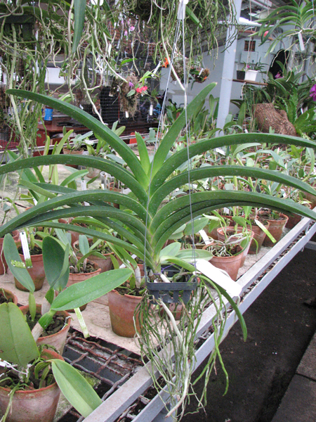 с цветоносом