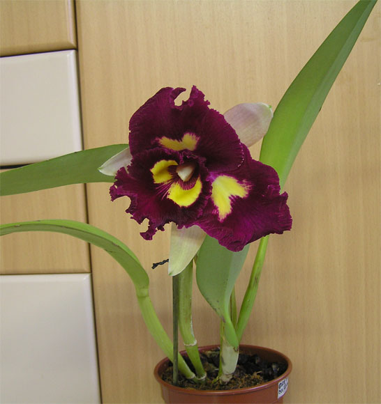 Blc.Chinese Beauty 'Orchid Queen'