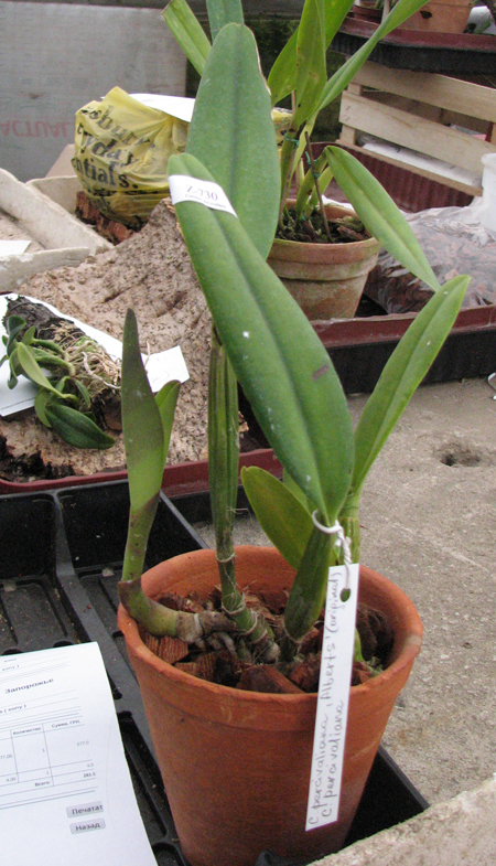 Cattleya percivaliana 'Alberts' (original) (02-6) x Cattleya percivaliana.jpg