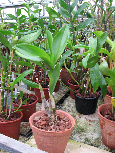 Dendrobium Kultana Fancy.jpg