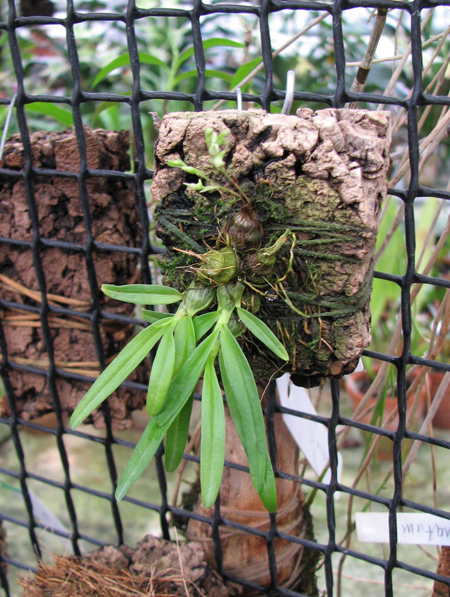 Dendrobium garrettii.jpg