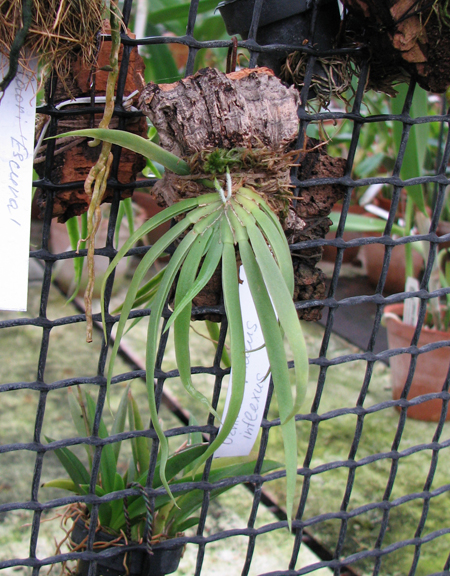 Ornithocephalus inflexus.jpg