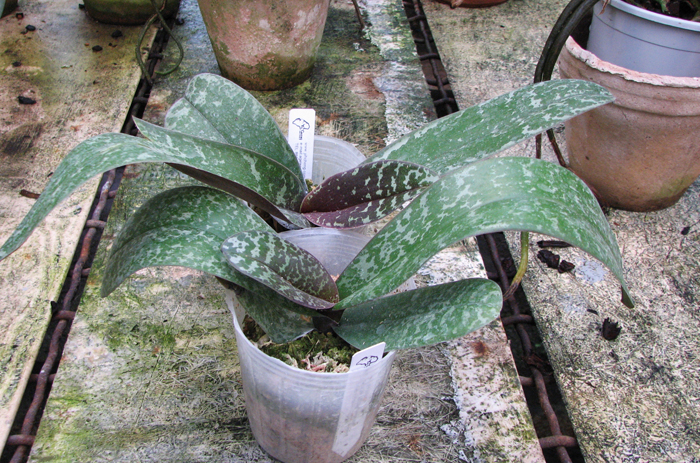 Phalaenopsis schilleriana.jpg