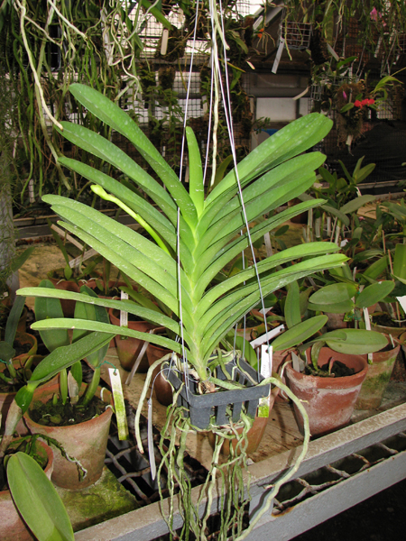 Vanda Rothschildiana.jpg