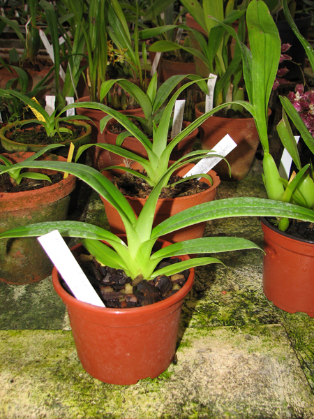 Phragmipedium Memoria Dick Clements.jpg