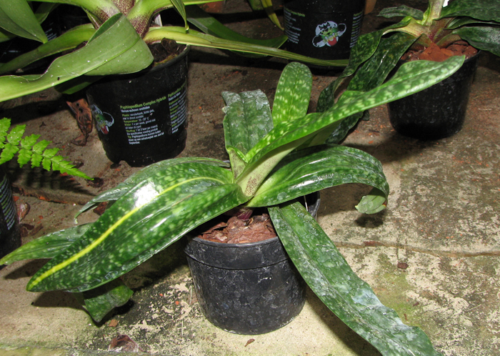Paphiopedilum Pinocchio X vietnamense.jpg