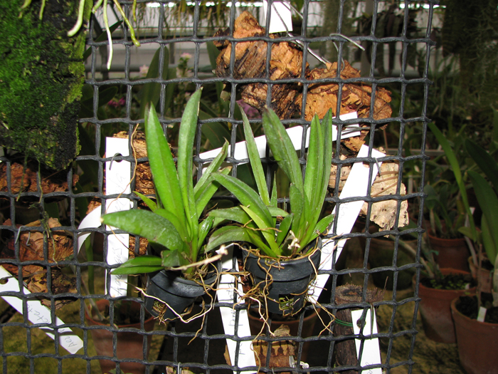 Oncidium (Tolumnea) Mix.jpg