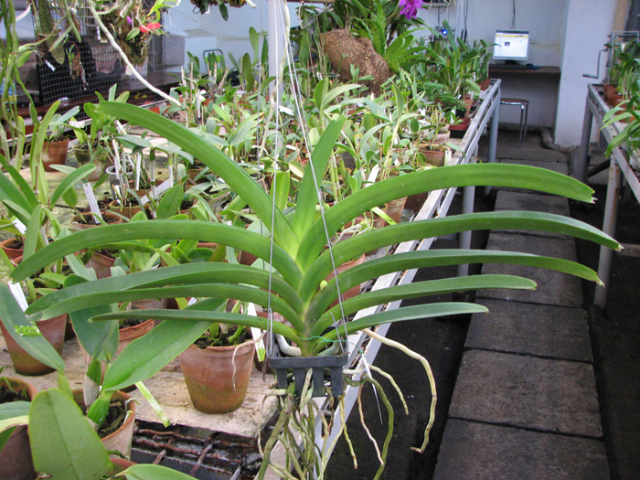 Vanda Madame Rattana x Vanda Rattana - Faye Benette.jpg