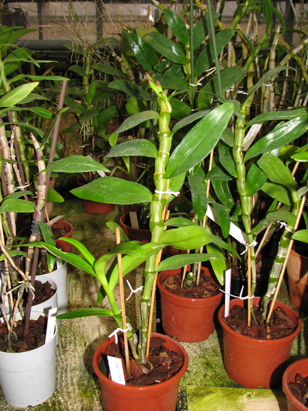 Dendrobium Red Emperor.jpg
