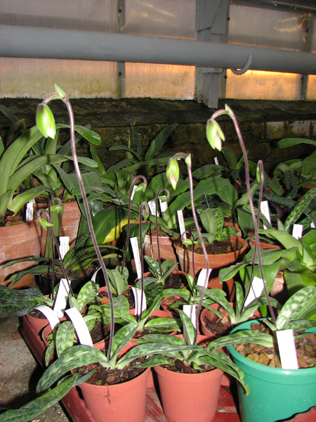 Paphiopedilum hainanense.jpg
