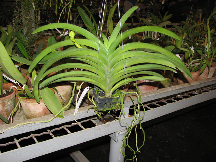 Rasri Gold x Vanda sanderiana alba x Vanda Thananprai.jpg