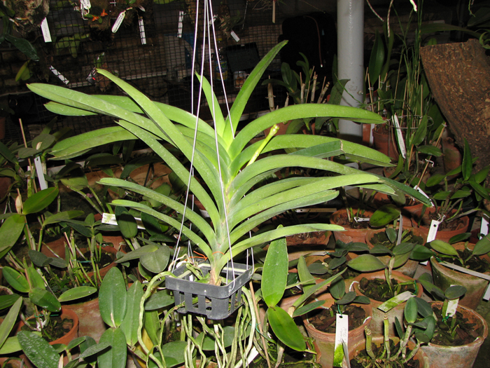 Vanda Sumon Spot x Vanda Srakaew.jpg