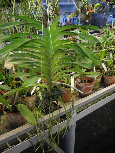 Vanda Bhimayothin x Vanda coerulea.jpg