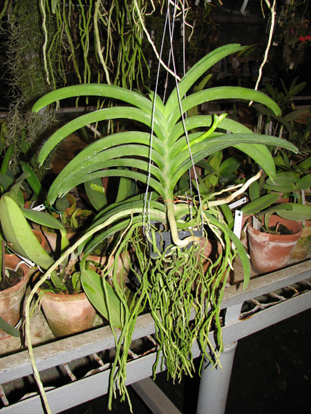 Vanda Kasem's Delight x Vanda Patcharee's Delight.jpg