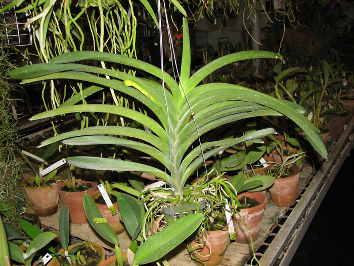 Ascocenda Pak Hai x Vanda Dr Anek.jpg