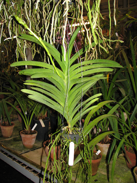 Vanda Manuvadee.jpg