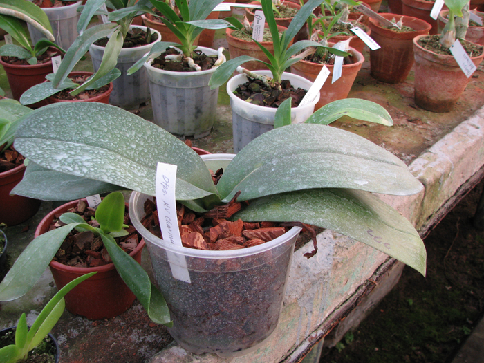 Doritaenopsis KB Charmer '1'.jpg