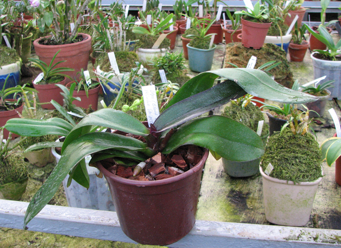 Doritaenopsis (Black Butterfly x Minho Stripes) 'Kitty Cat'.jpg